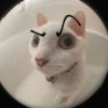 Gatitos 🐱 6