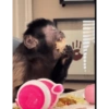 Monkys 3000 🐒 7
