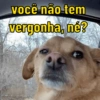 você não tem vergonha, né?