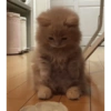Gatitos tristes 16
