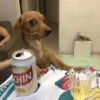 Perritos VARIADITOS! 🐕🐾 16