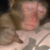 MACAQUINHOS 🙊🙉🙈 13