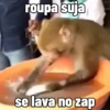🐒 Macaco Direto e Sincero 13