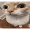Gato shitpost 24
