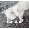 Yukki - kucing tengil pt.1 27