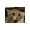 Kucing 19