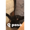Gatitos tiernos ;) 21
