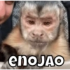enoJAo