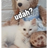 Yukki - kucing tengil pt.1 15