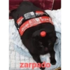 Gato shitpost 15