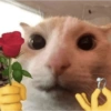 Gato shitpost 19