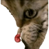 Kucing lucu 22