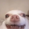Chihuahua  14 😁