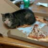 Gatos llorando 21