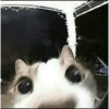 Cats 🐱 10