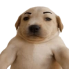 Changuito 8