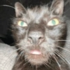 Más gatos tonotos 19