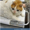 Gatos llorando 7