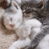 Gatitos V4 12