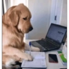 Perritos para el chat 🤣 9
