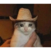Gatos llorando 29