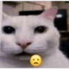 Meme kucing 28