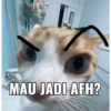 MAU JADI AFH?