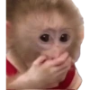 Macaquinhos memes  15 🤭