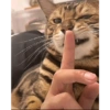 Cats 🐱 8