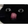 Gato shitpost 14