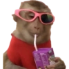 Macaquinhos memes  7 😎