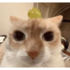 Gatitos  8
