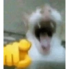 Gato shitpost 23