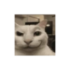 Kucing 23