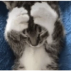 Cats 🐱 12