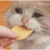 Gatos llorando 16
