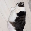 Kucing random 8