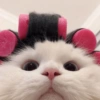 ❤️🐱Michitos reacciones🐱❤️ 14