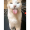 Kucing 12