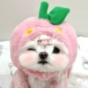 🐕  Perros  Cute 💕 11