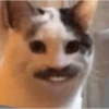 Gatos llorando 17