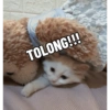 Yukki - kucing tengil pt.1 14