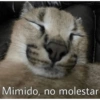 Gato shitpost 16