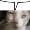 Doksli meme plenger 🤪 12