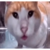 Gato shitpost 5