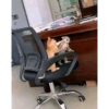 Kucing 13