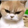 Kucing 11