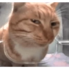 Gato shitpost 28