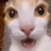 Gato shitpost 27