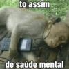 🐒 Macaco Direto e Sincero 11